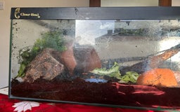 Mixed Breed reptiles for sale: African Land Snails  - Advert 6