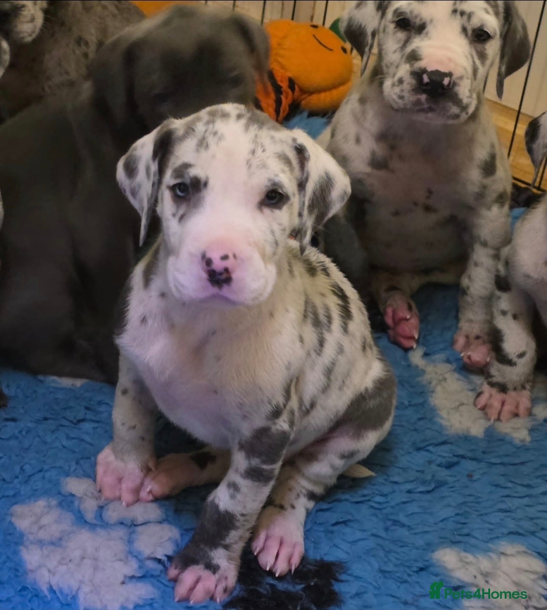 Great Dane dogs for sale: Pedigree Great Dane babies  - Advert 3