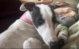 Whippet dogs for sale: Blue & White parti bitch puppy - Image 6