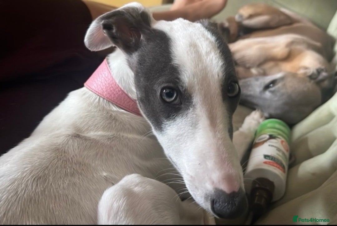 Whippet dogs for sale: Blue & White parti bitch puppy - Image 6