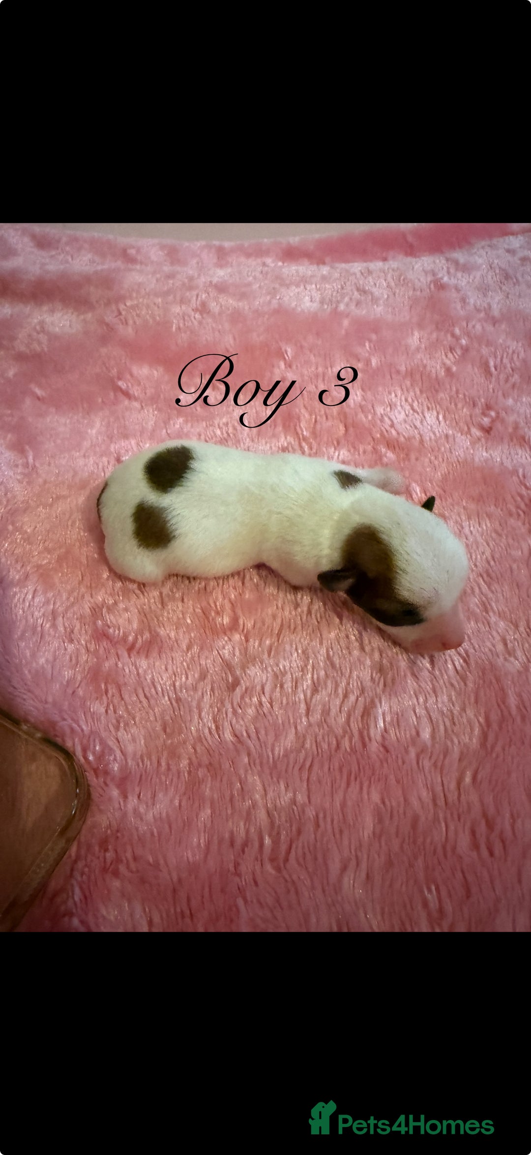 Chihuahua dogs for sale: Beautiful Chihuahua puppy’s  - Image 7