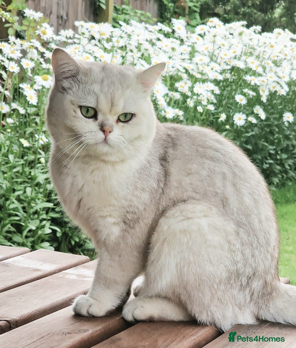 British Shorthair cats ❤ Active Stud British ShortHair  ❤ Champion ❤ - Advert 2