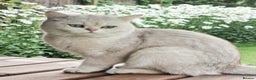 British Shorthair cats for stud: ❤ British Short Hair Active Stud ❤ Champion ❤ in Doncaster - Advert 12