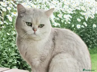 British Shorthair cats ❤ Active Stud British ShortHair ❤ Champion ❤ - Advert 2