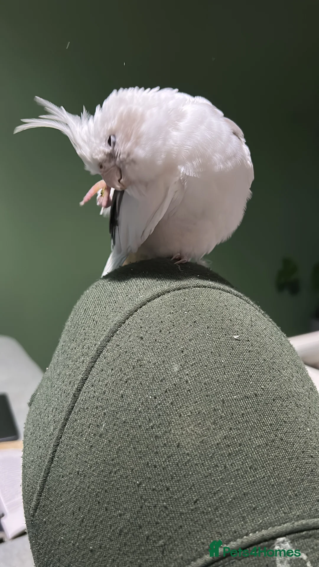 Cockatiels birds for sale: Two Loving Female Cockatiels for Rehoming - Advert 17