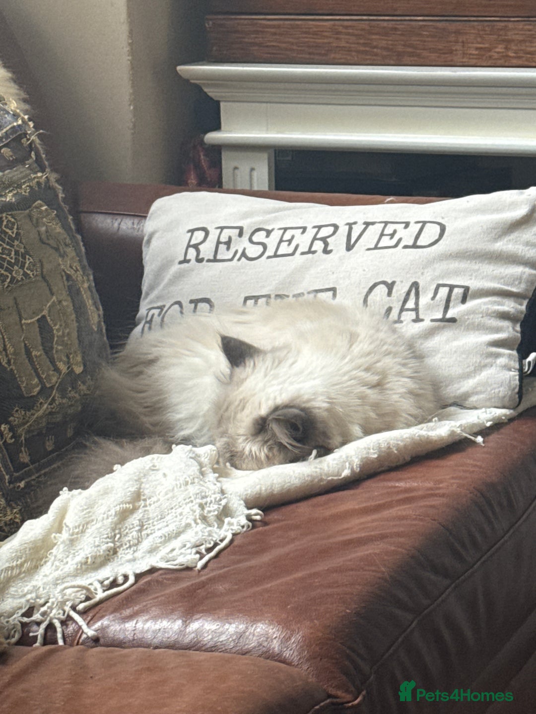 Persian cats for sale: Persian kitten with blue eyes - Image 2
