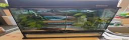 Gecko reptiles for sale: Crested geckos  - Advert 22