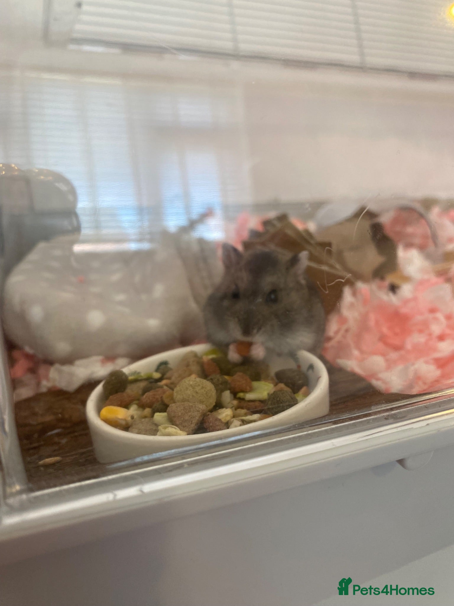 Hamster rodents dwarf hamster-needs rehoming  - Advert 1