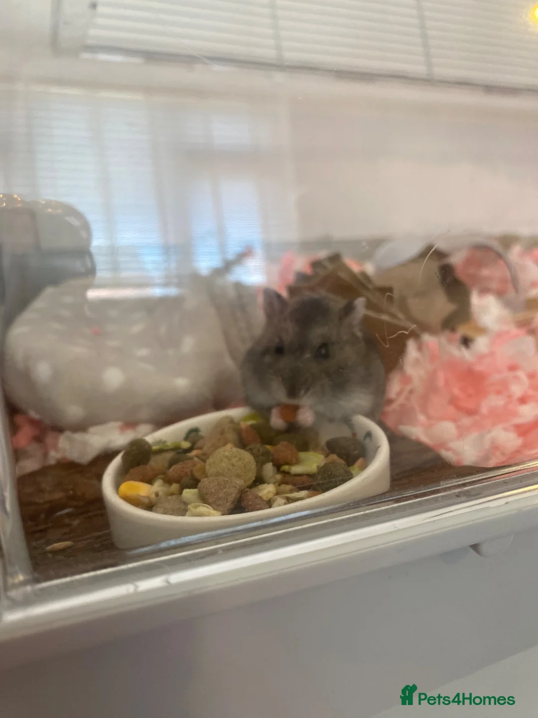 Hamster rodents for sale: dwarf hamster-needs rehoming  in Coventry - Advert 1