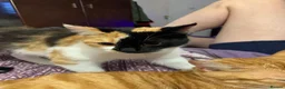 Mixed Breed cats for sale: 4 kittens from 2 queens  - Advert 1