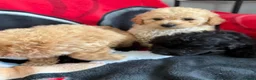 Poochon dogs for sale: Bichon x poodle  - Advert 12