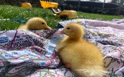 Ducks poultry for sale: Pure Aylesbury ducklings  - Image 2