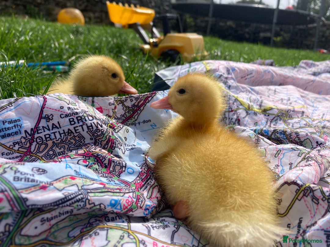 Ducks poultry for sale: Pure Aylesbury ducklings  - Image 2