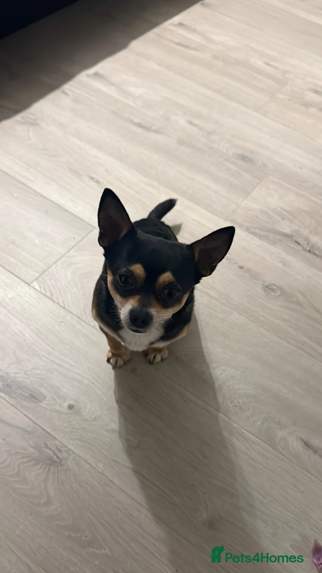Mixed Breed dogs for stud: 🐾 CHIHUAHUA × JACK RUSSELL STUD AVAILABLE 🐾 in Greenford - Advert 2