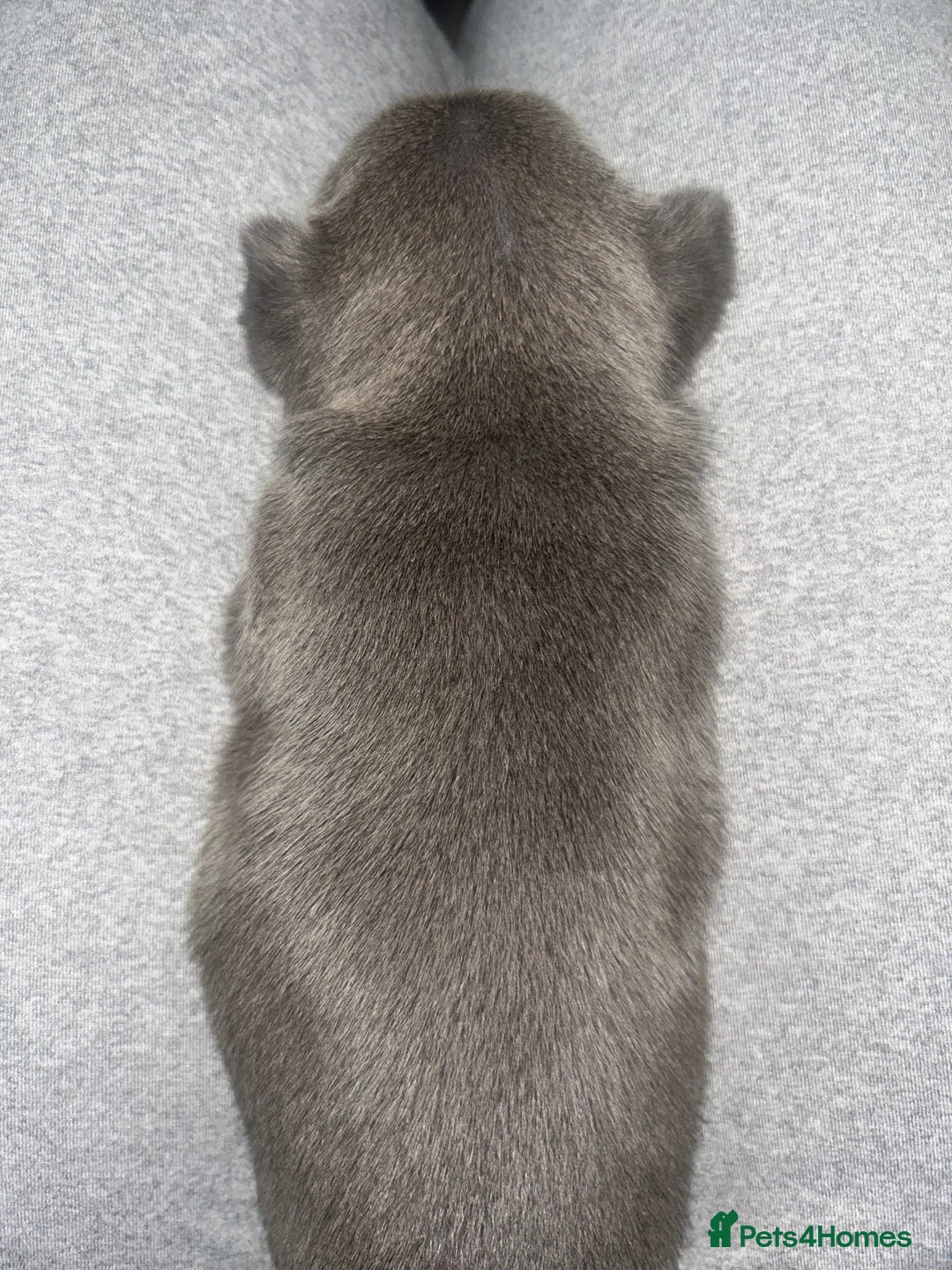 French Bulldog dogs for sale: French bulldogs pedigree - Advert 6