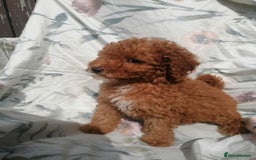 Miniature Poodle dogs for sale: Miniature poodles  - Image 16