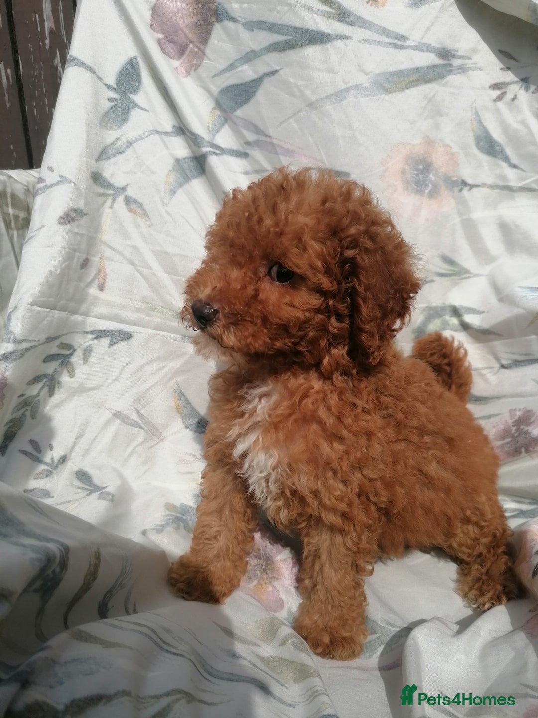 Miniature Poodle dogs for sale: Miniature poodles  - Image 16
