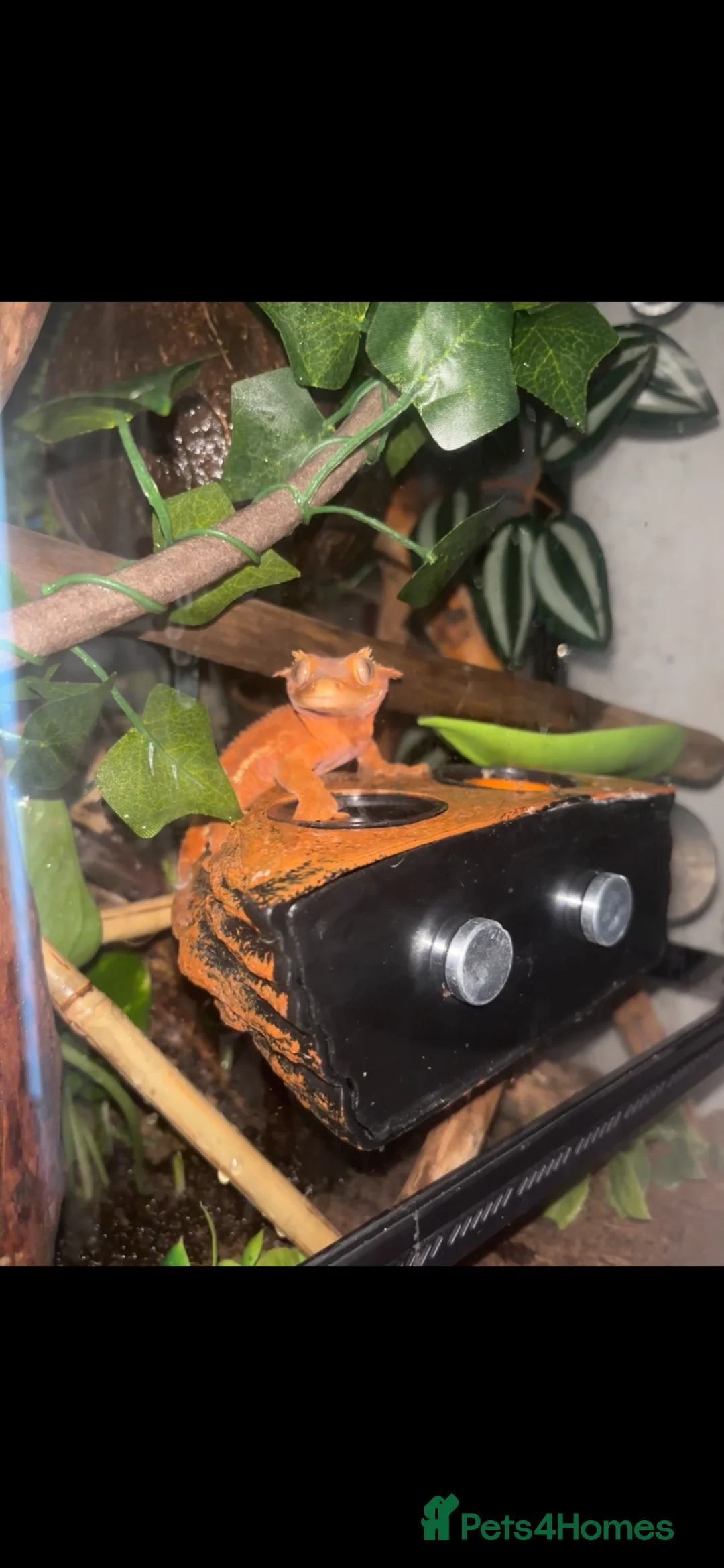 Gecko reptiles for sale: Red phantom Lily White crested gecko - Advert 2