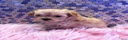 Maltipoo dogs for sale: F1 Korean multipoo one baby boy now available  - Advert 21