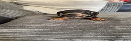 Miniature Dachshund dogs for sale: Ready to leave miniature dachshund pups in Bradford - Advert 7