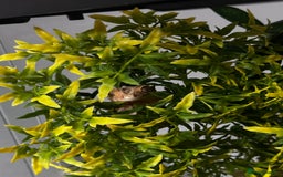 Gecko reptiles for sale: Dalmatian crested gecko - Image 9