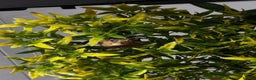 Gecko reptiles for sale: Dalmatian crested gecko - Advert 9
