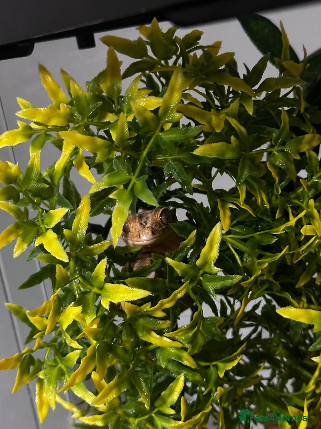 Gecko reptiles for sale: Dalmatian crested gecko - Image 9