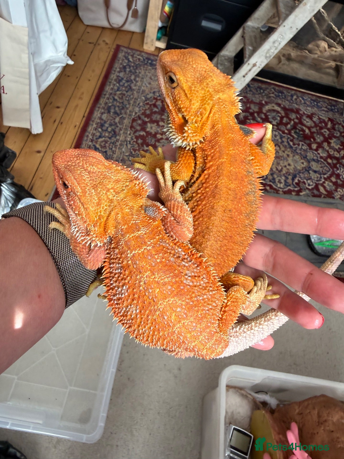 Bearded Dragon reptiles Stunning two bearded dragons - ready to leave!  - Advert 1