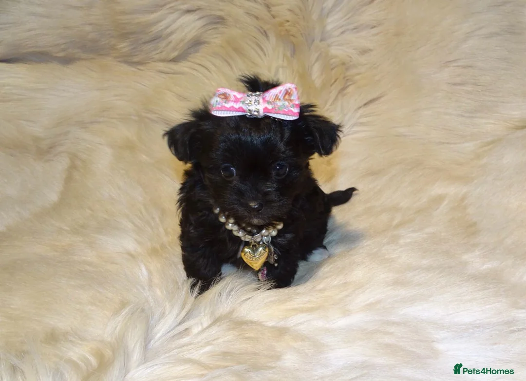 Mixed Breed dogs for sale: XXXXS Gorgeous Maltese X Chihuahua Malchi Puppies  - Advert 13
