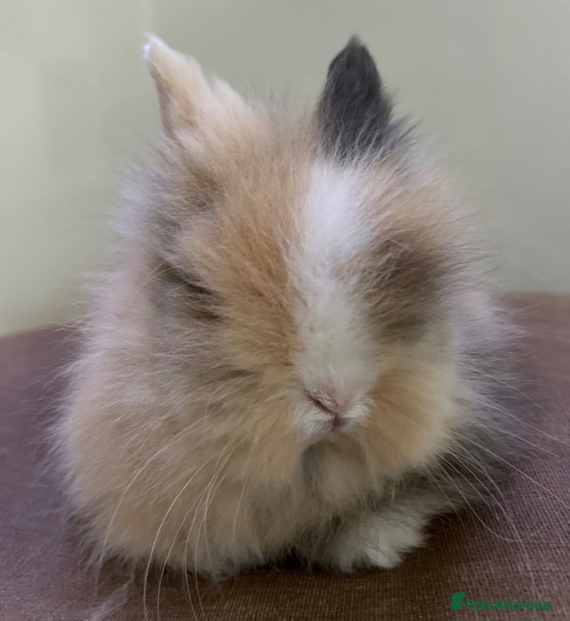 Lionhead rabbits *Last Boy RTL 14/05*Double-maned Lionhead Bunnies  - Advert 15