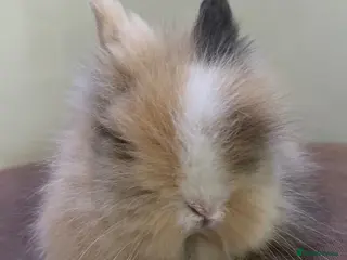 Lionhead rabbits *Last Boy RTL 14/05*Double-maned Lionhead Bunnies - Advert 15
