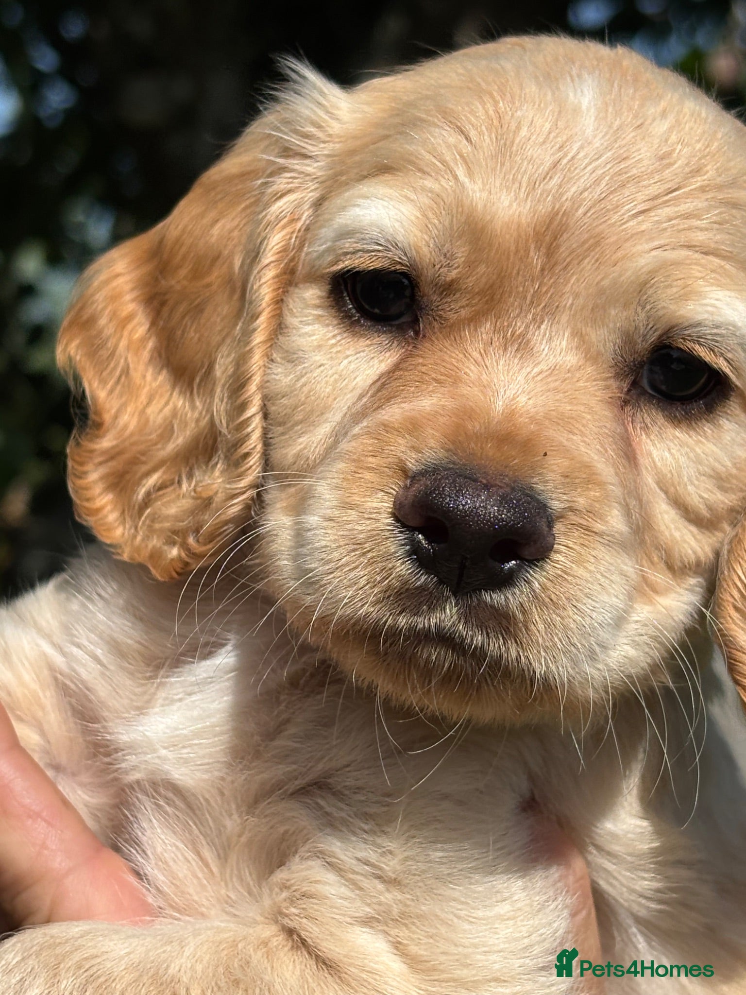 Cocker Spaniel dogs WC Spaniels  - Advert 2