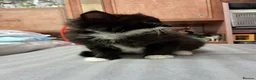 Mixed Breed cats for sale: Very energetic full of love kittens in Ilford - Advert 3