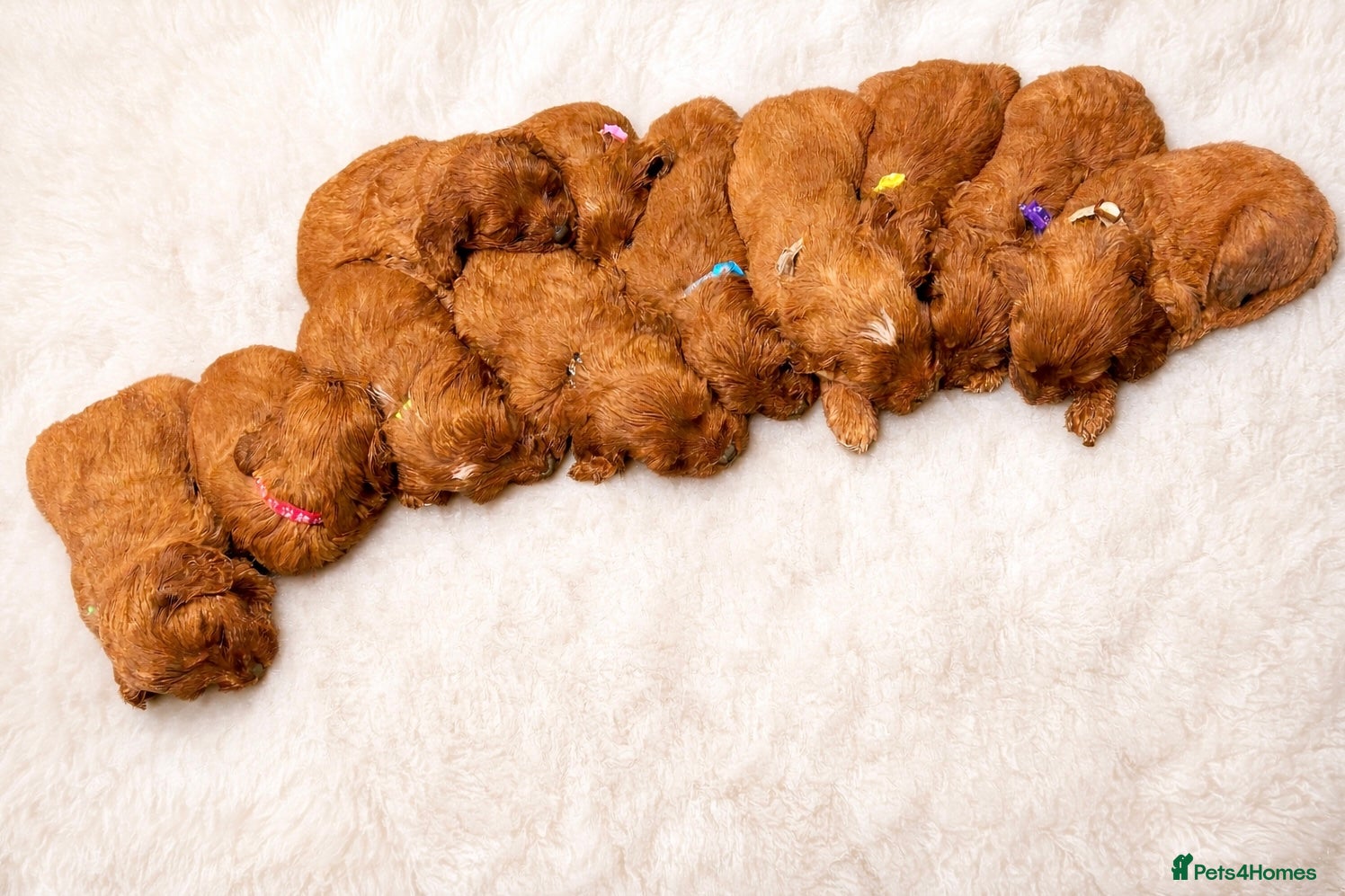 Irish Doodle dogs Beautiful F1 miniature Irish doodles  - Advert 1