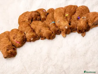 Irish Doodle dogs Beautiful F1 miniature Irish doodles - Advert 1