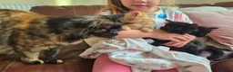 Mixed Breed cats for sale: VERY FRIENDLY FLUFFY KITTENS - Advert 15