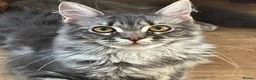 Maine Coon cats for sale: Beautiful GCCF Registered Maine Coon Kittens - Advert 20