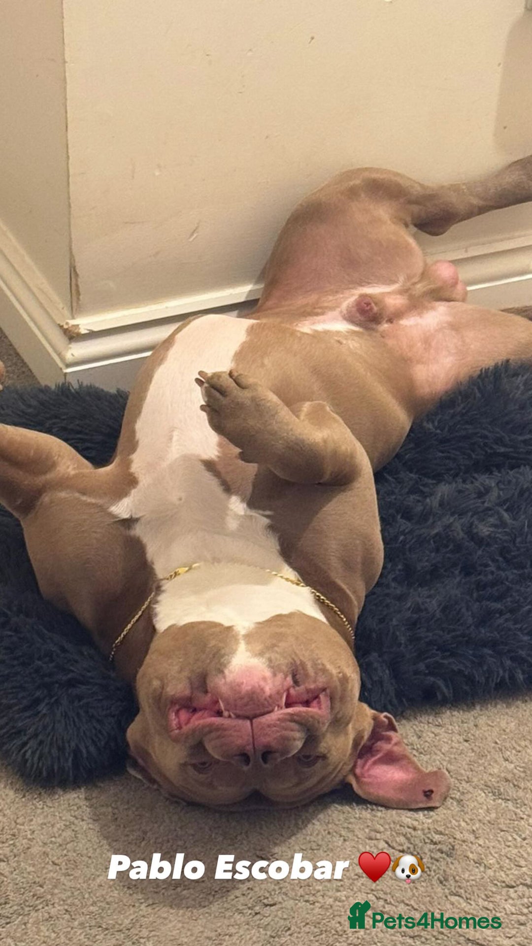 American Bully dogs for sale: Looking  for new home  - Advert 3