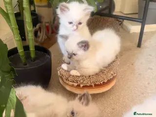 Ragdoll cats Beautiful Dolls - Advert 3