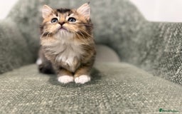 British Longhair cats for sale: 3/4 British longhair kittens - Image 10