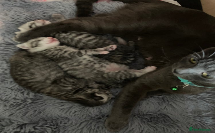 Russian Blue cats - Advert 1