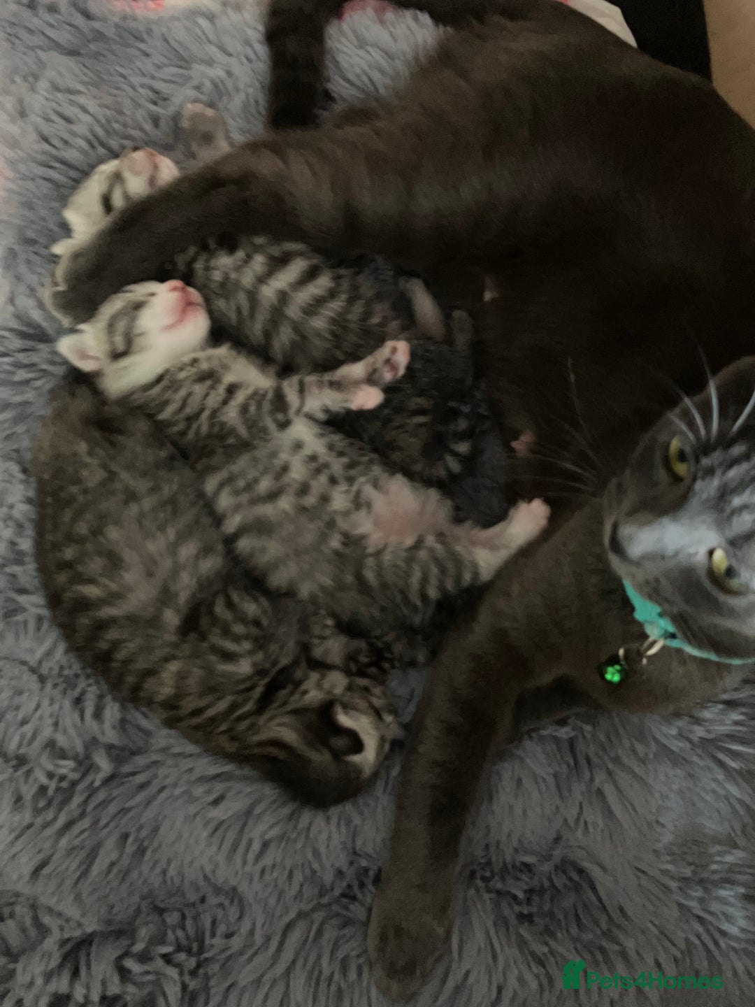 Russian Blue cats for sale: Beautiful silver grey tabby kittens - Image 1