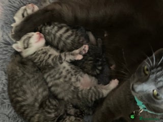 Russian Blue cats - Advert 1