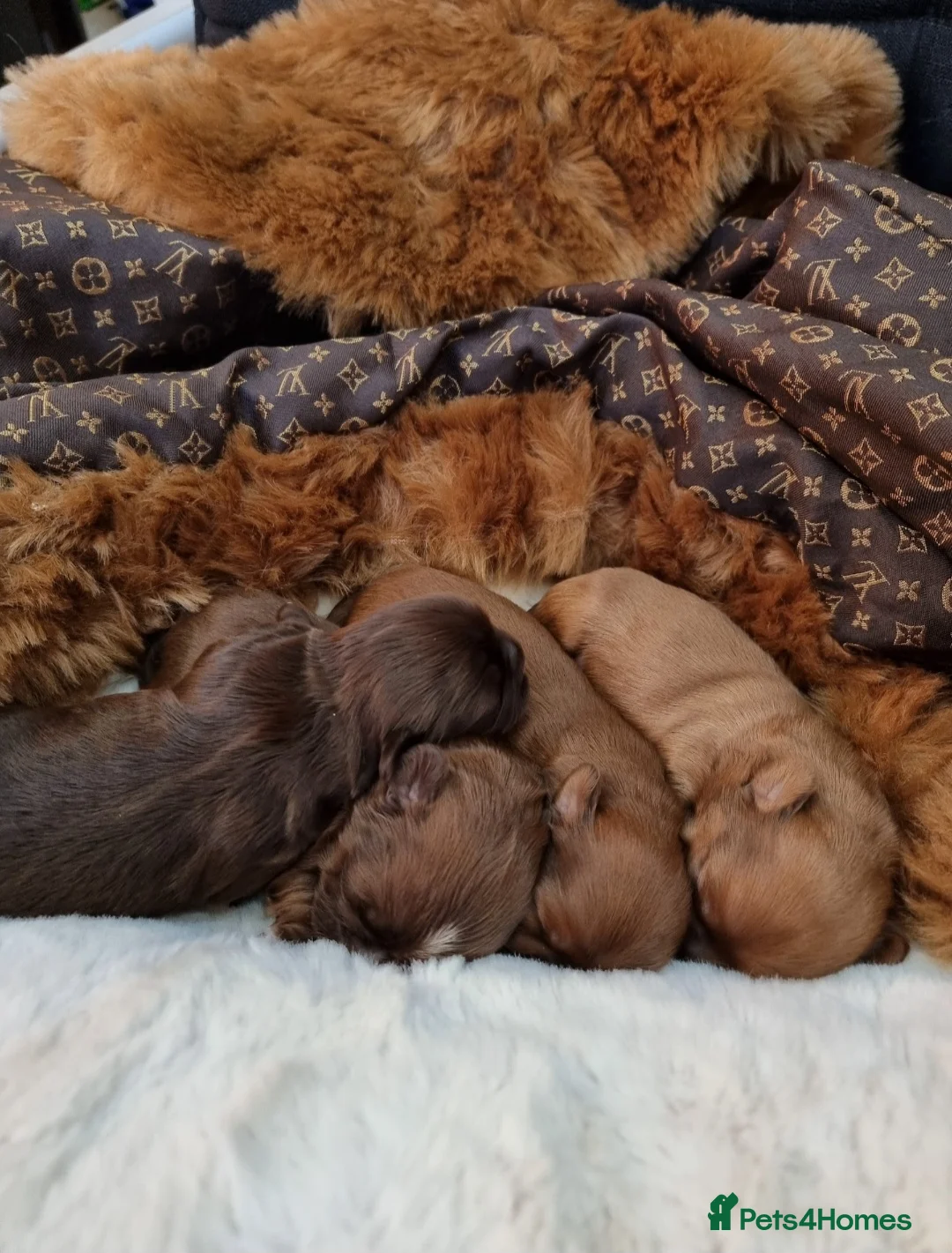 Shih Tzu dogs for stud: Kc Registered Imperial Shih Tzu for Stud - Advert 5