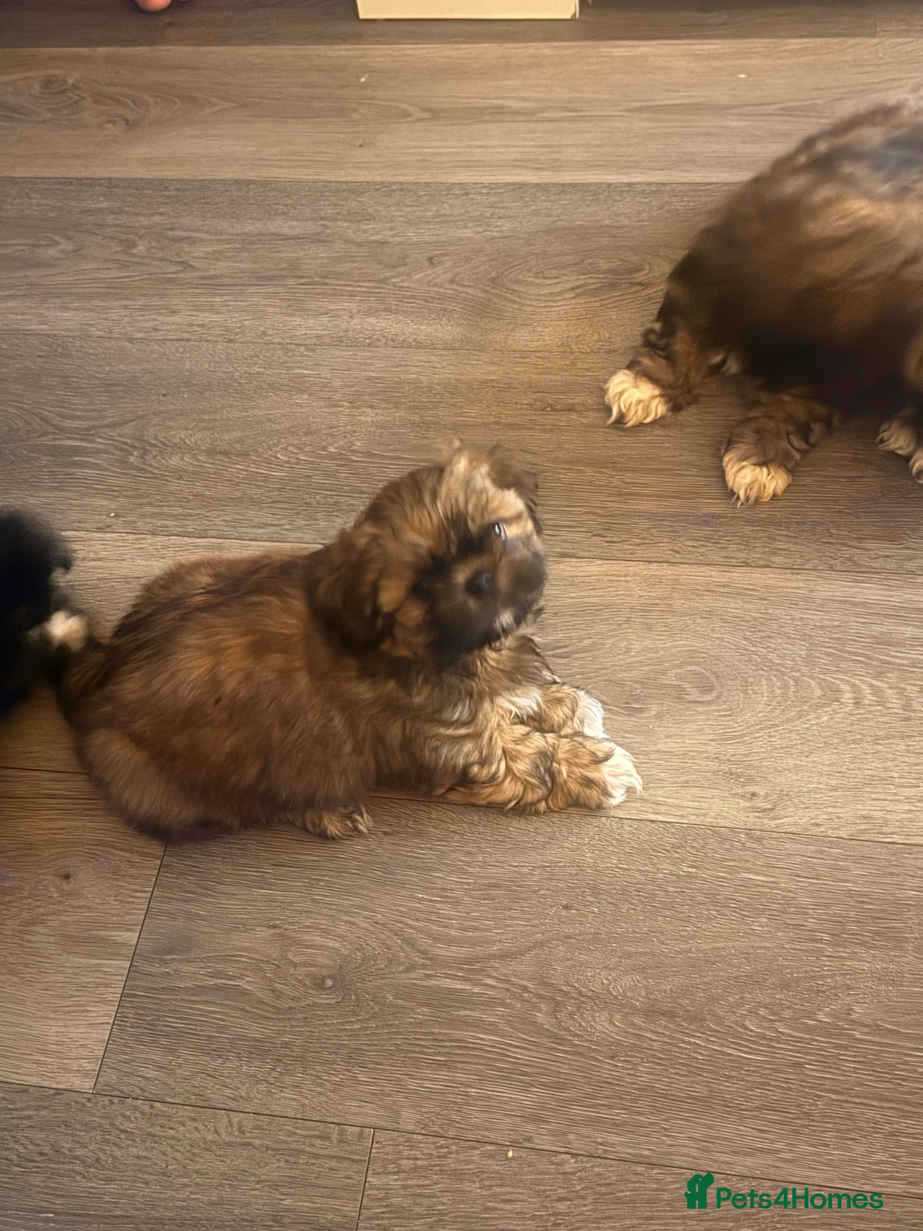 Shih Tzu dogs 🩷 QUALITY SHIH TZU PUPPIES, Ready 14th February🩷 - Advert 4