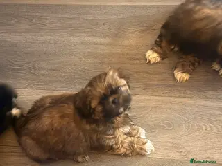 Shih Tzu dogs 🩷 QUALITY SHIH TZU PUPPIES, Ready 14th February🩷 - Advert 4
