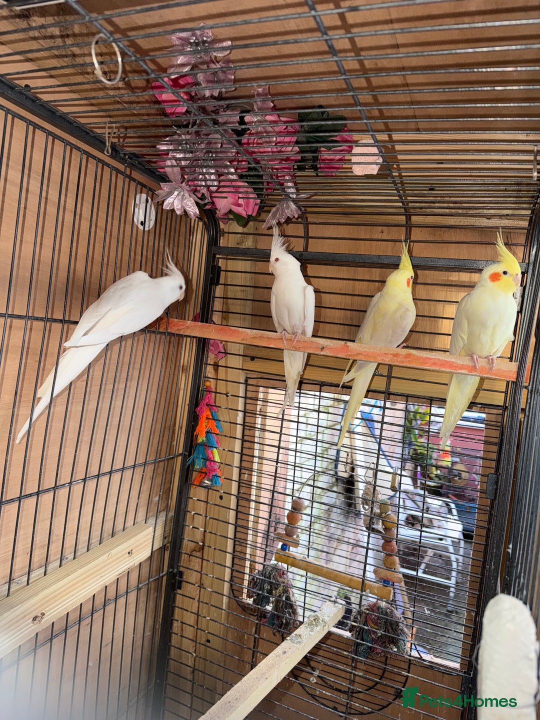 Cockatiels birds for sale: Pair cockatiel - Advert 3