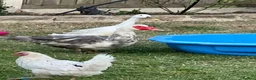 Geese poultry for sale: Male goose  - Advert 2