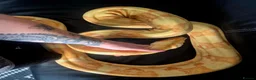 Boa Snake reptiles for sale: Adult sunglow jungle boa - Advert 3