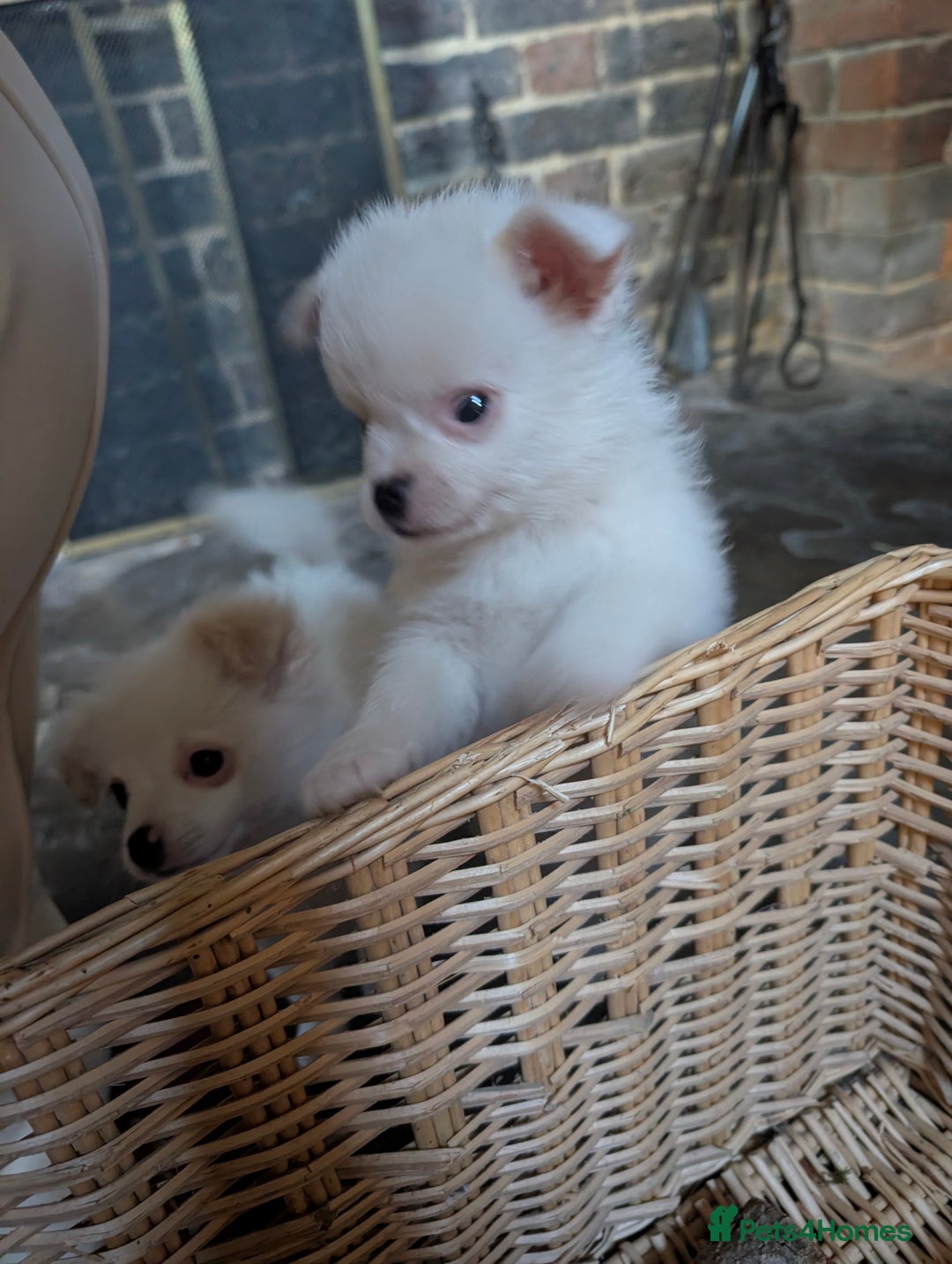 Mixed Breed dogs for sale: Pom cross pups  - Advert 6